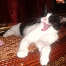 Схема вышивки «Котенок»