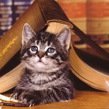 Схема вышивки «кот»