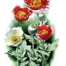 Схема вышивки «маки»