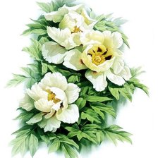 Схема вышивки «пионы»