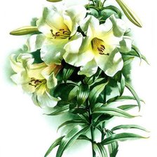 Схема вышивки «лилии»