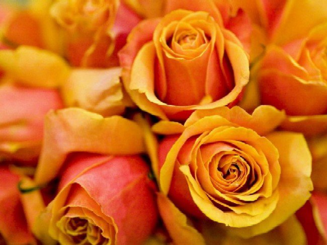 розы2 - оригинал