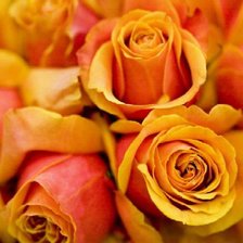 Схема вышивки «розы2»