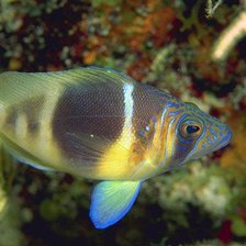 Схема вышивки «№176054»