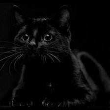 Схема вышивки «кошка»