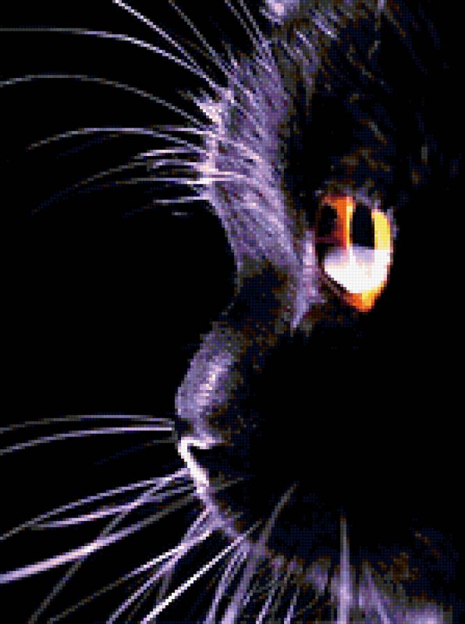 черная кошка - предпросмотр