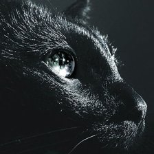 черная кошка