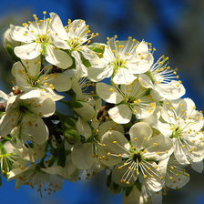 Схема вышивки «Цветение вишни»