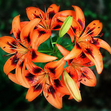 Схема вышивки «кольцо из лилий»