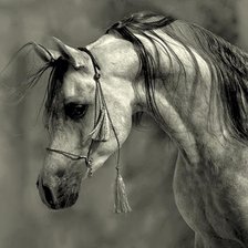 Схема вышивки «Скакун»