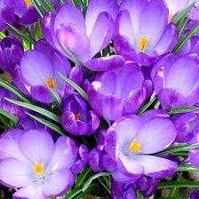 Схема вышивки «№176649»