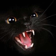 Схема вышивки «Кошка»