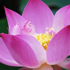 Схема вышивки «Розовая нежность»