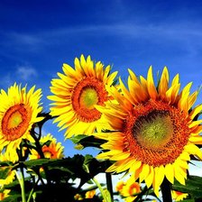 Схема вышивки «Подсолнухи»