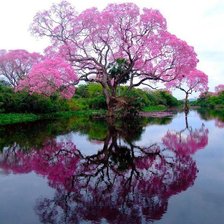 Схема вышивки «Дерево в цвета»