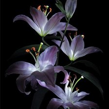 Схема вышивки «Цветы на черном»