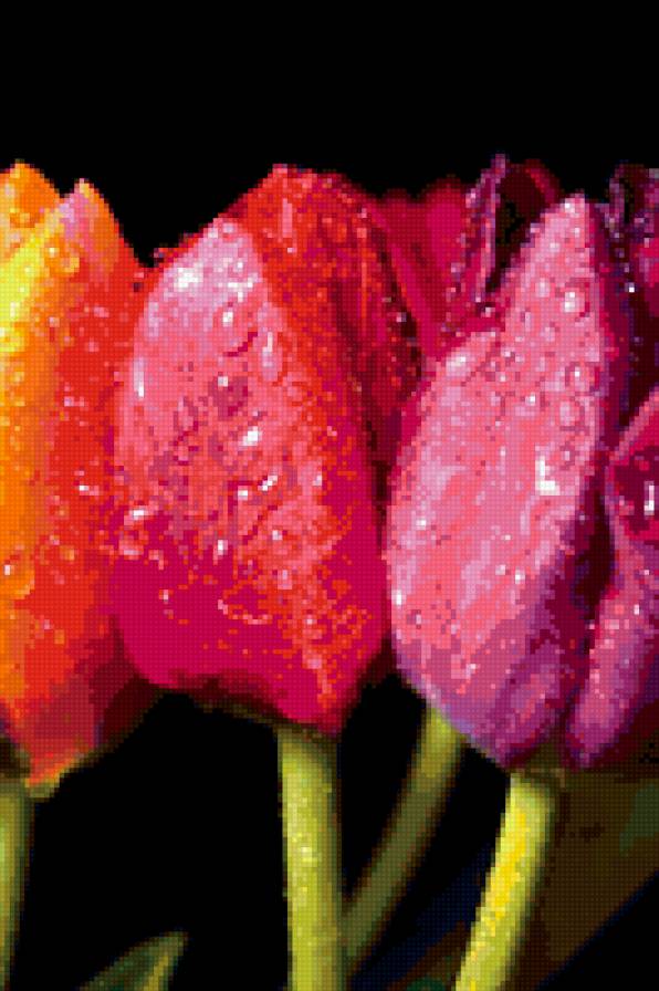 Тюльпаны - букеты, тюльпаны, красота, цветы, натюрморты - предпросмотр