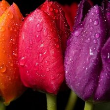 Схема вышивки «Тюльпаны»