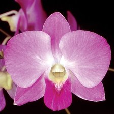 Схема вышивки «Орхидеи»