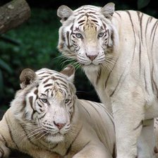 белые тигры