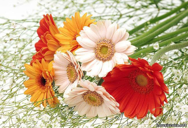 герберы - цветы - оригинал