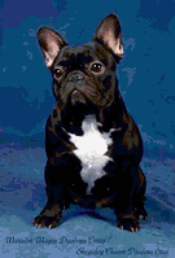 французишка - собака, животные - предпросмотр