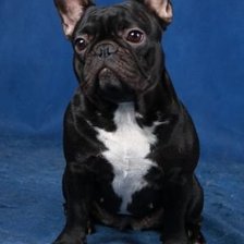 Схема вышивки «французишка»