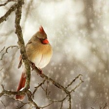 Схема вышивки «зимняя птичка»