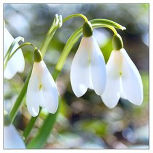 Схема вышивки «8699»