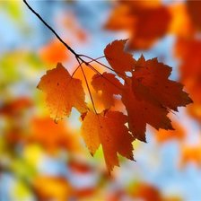 Схема вышивки «463»