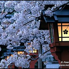 Схема вышивки «149»