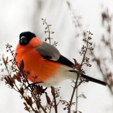 Схема вышивки «586»