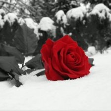 Схема вышивки «567»