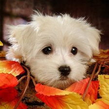 Схема вышивки «567»