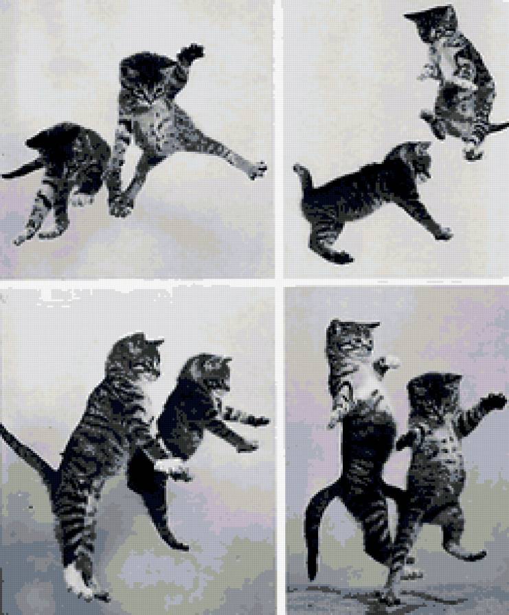 в прыжке - животные, кошки, котята - предпросмотр