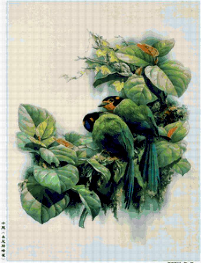 райские птички - птицы - предпросмотр