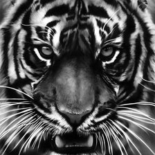 Схема вышивки «tigr»