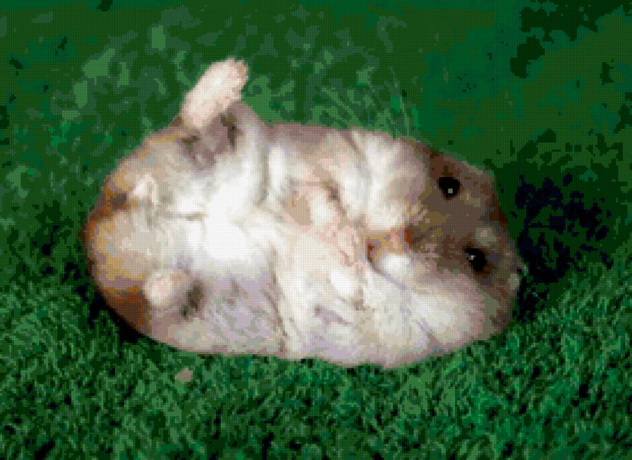 какой лапа:) - животные, хомяк - предпросмотр