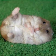 Схема вышивки «какой лапа:)»