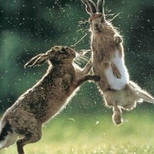 Схема вышивки «№177634»