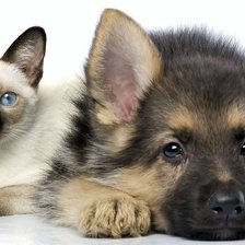 Схема вышивки «щенок и котенок»