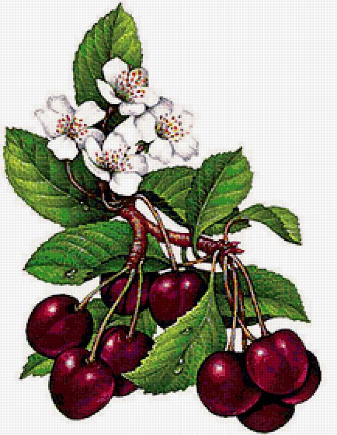 Черешни - цветы, цветение, ягода - предпросмотр