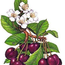 Схема вышивки «Черешни»