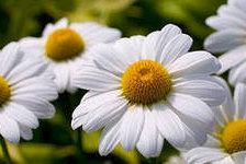 Схема вышивки «Ромашки крупные»