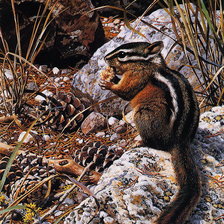 Схема вышивки «бурундучок»