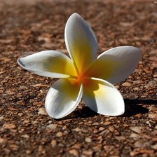 Схема вышивки «брошенный цветок»