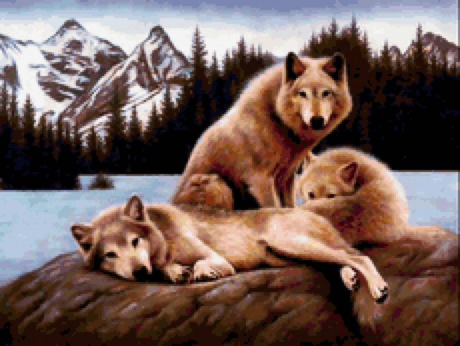 волки на камне - волки - предпросмотр