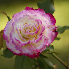 Схема вышивки «роза»