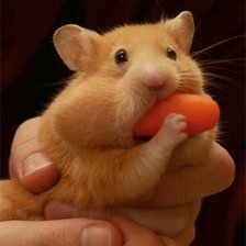 Схема вышивки «морковка»