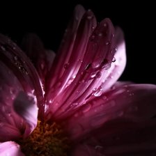 пурпурные росинки